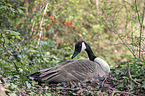 Canada goose