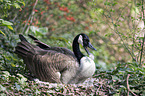 Canada goose