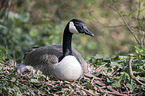Canada goose