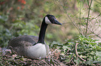 Canada goose