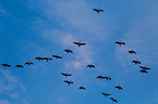 Canada geese