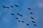 Canada geese