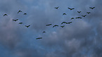 Canada geese