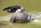 flying Canada Goose