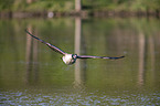 flying Canada Goose