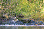 Canada Gooses