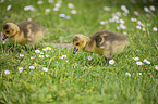 Canada Goose chicks