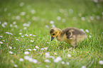 Canada Goose chick
