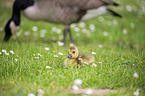 Canada Geese