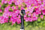 Canada Goose portrait