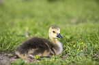 Canada Goose chick