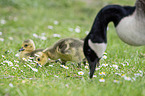 Canada Geese