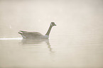 swimming Canada Goose