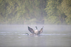 Canada Geese