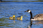 Canada Geese