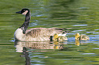 Canada Geese