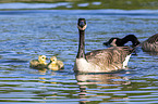 Canada Geese