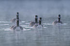 Canada geese