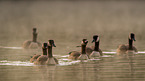 Canada geese
