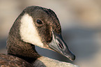 Canada goose