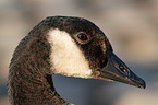 Canada goose