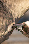 Canada goose