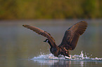 Canada goose