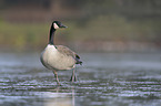 Canada goose