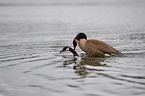 Canada geese
