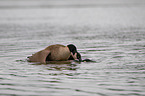 Canada geese