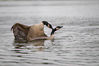 Canada geese