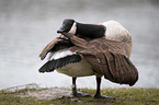 Canada goose