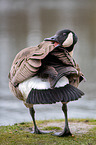 Canada goose