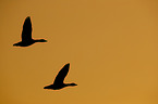 Canada geese