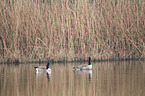 Canada geese