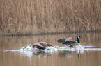 Canada geese