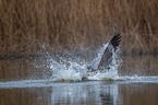 Canada geese