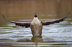 Canada goose