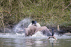 Canada geese fight with each other
