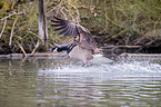 Canada Goose