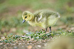 Canada goose chick