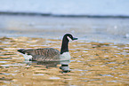 Canada goose