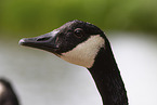 Canada goose