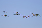 Canada geese