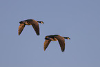 Canada geese
