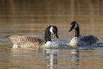 Canada geese