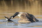 Canada geese