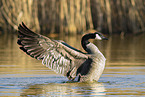 Canada goose