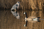 Canada goose