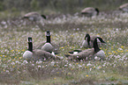 Canada geese